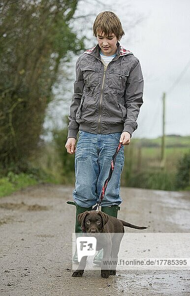 Boy with Labrador Retriever  puppy  10 weeks  on leash  England  leash walking  dog training  pulls on leash