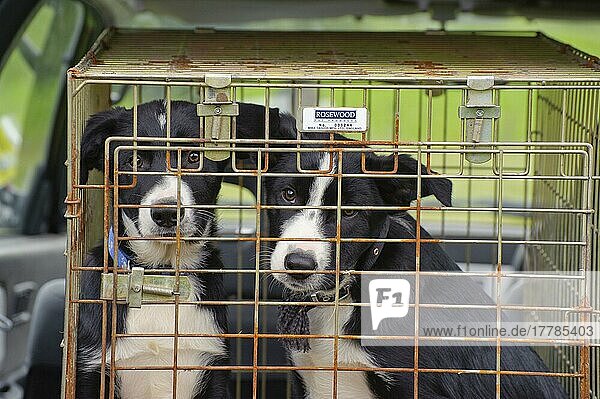 Haushund  Border Collie Schäferhund  zwei Welpen  im Reisekäfig  beim Schäferhundverkauf  Alderley  Cheshire  England  September
