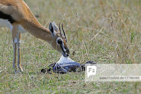 Thomson's Gazelle (Gazella thomsoni)  erwachsene Frau  die bei einem Neugeborenen einen fötalen Sack entfernt  Masai Mara  Kenia  Afrika