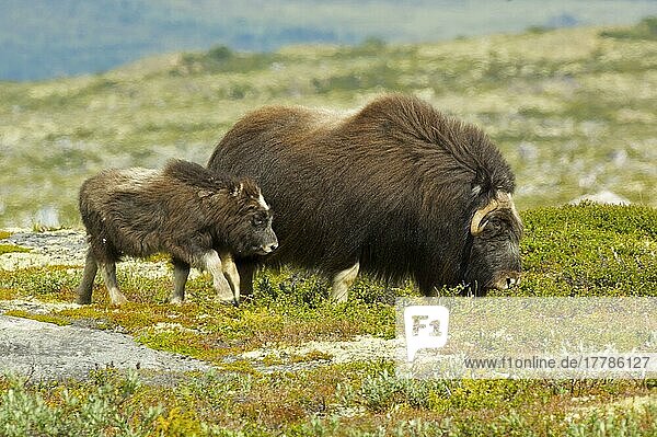 Moschusochsen (Ovibos moschatus)  Huftiere  Paarhufer  Säugetiere  Tiere  Musk Ox adult with young  walking on tundra  Dovrefjell  Norway
