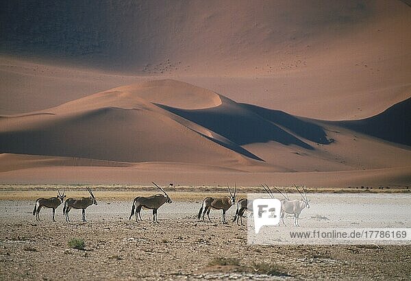 Spitbuck  gemsboks (Oryx gazella)  Oryx antelope  Oryx antelopes  Antelopes  Ungulates  Even-toed ungulates  Mammals  Animals  Gemsbok Group in Namib Desert landscape