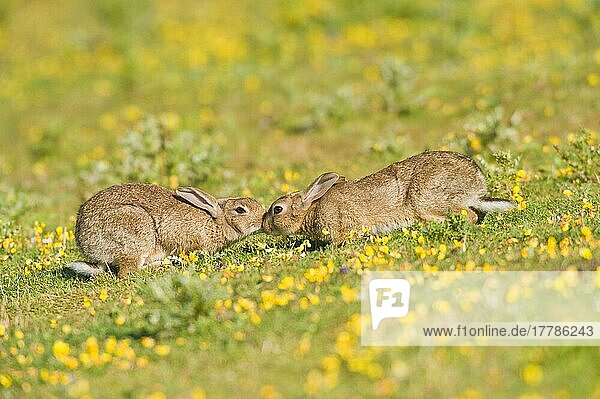 Europäisches Kaninchen (Oryctolagus cuniculus) zwei Erwachsene  die sich gegenseitig riechen  auf Küstengrasland  North Downs  Folkestone  Kent  England  Sommer