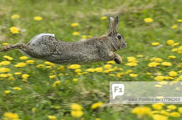 Europäisches Kaninchen (Oryctolagus cuniculus) erwachsen  läuft durch ein Feld von Löwenzahn  Norfolk  England  Sommer