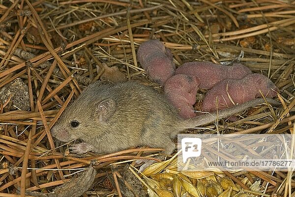 Hausmaus  Hausmäuse (Mus musculus)  Mäuse  Maus  Nagetiere  Säugetiere  Tiere  House Mouse adult female  at nest with babies  Spain