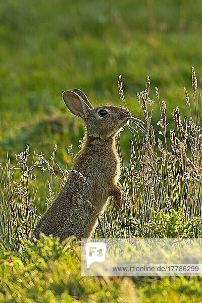 Erwachsenes europäisches Kaninchen (Oryctolagus cuniculus)  stehend auf Hinterbeinen  ernährt sich von Gras im Obstgarten  Kent  England  Sommer