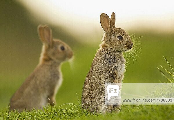 Europäisches Kaninchen (Oryctolagus cuniculus) zwei junge  wache  aufrecht neben dem Bau sitzende Kaninchen  Norfolk  England  Mai