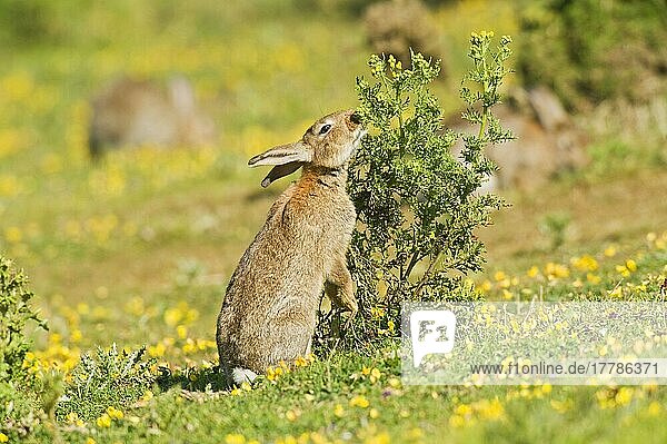 Erwachsenes europäisches Kaninchen (Oryctolagus cuniculus)  erwachsen  ernährt sich von Kreuzkraut  auf Küstengrasland  North Downs  Folkestone  Kent  England  Sommer