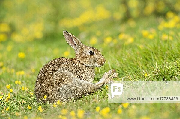Erwachsenes europäisches Kaninchen (Oryctolagus cuniculus)  Streckbein  sitzend auf Küstengrasland  North Downs  Folkestone  Kent  England  Sommer