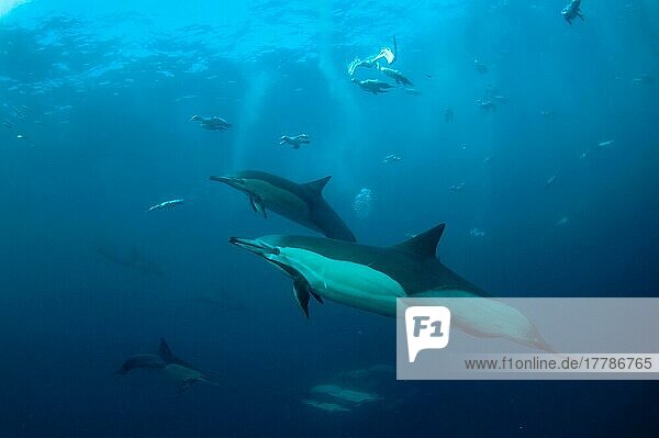 Long-snouted Common Dolphin  Long-snouted Common Dolphin  Long-snouted Common Dolphin  Long-snouted Common Dolphin  Long-snouted