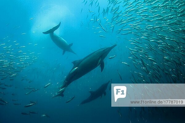 Long-snouted Common Dolphin  Long-snouted Common Dolphin  Long-snouted Common Dolphin  Long-snouted Common Dolphin  Long-snouted