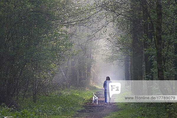 Frau und Bullterrier  Spaziergang  Waldspaziergang  Belgien  Europa