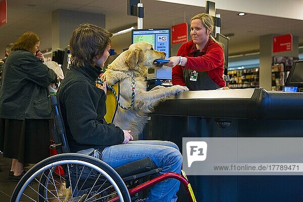 Wheelchair user and Golden Retriever  at checkout in supermarket  disabled companion dog  assistance dog  Belgium  Europe