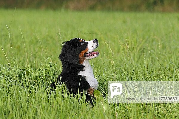 Berner Sennenhund  Welpe  Seite  hohes Gras