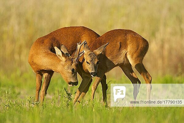 Western Roe Deer Bock und Reh (Capreolus capreolus)  Balzverhalten auf stillgelegtem Feld  Norfolk  England  Juli