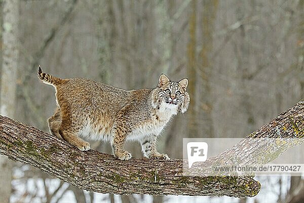 Bobcat (Lynx rufus) adult  standing on tree branch  Minnesota  U. S. A. January (captive)