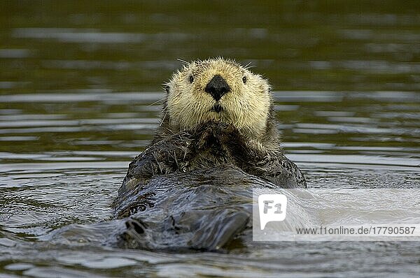 Sea otter (Enhydra lutris)  otter  marten  predators  mammals  animals  Sea otter adult resting on water  Monterey  utricularia ochroleuca (U.) (U.) S. A