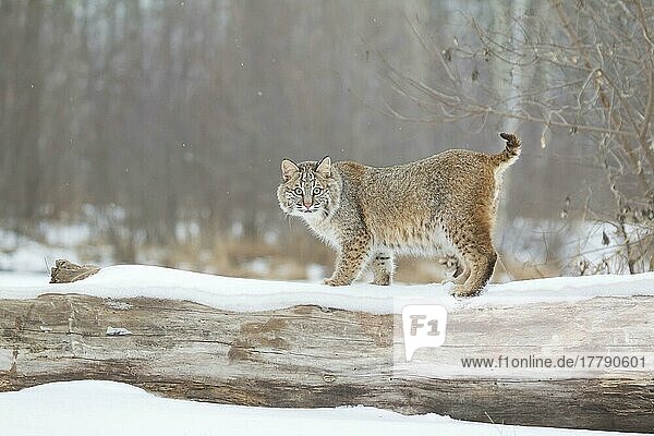 Bobcat (Lynx rufus) erwachsen  stehend auf schneebedecktem  umgestürztem Baum  Minnesota  U. S. A. Januar (in Gefangenschaft)