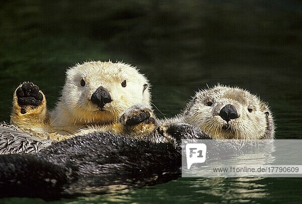 Sea otter (Enhydra lutris)  otter  marten  predators  mammals  animals  Sea otter two adults  laying on backs in water