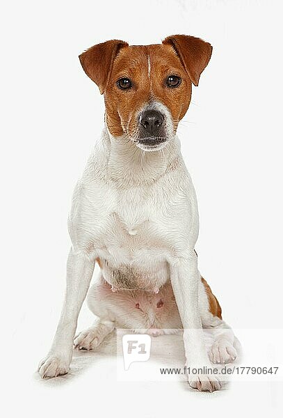 Haushund  Plummer Terrier  erwachsene Hündin  sitzend