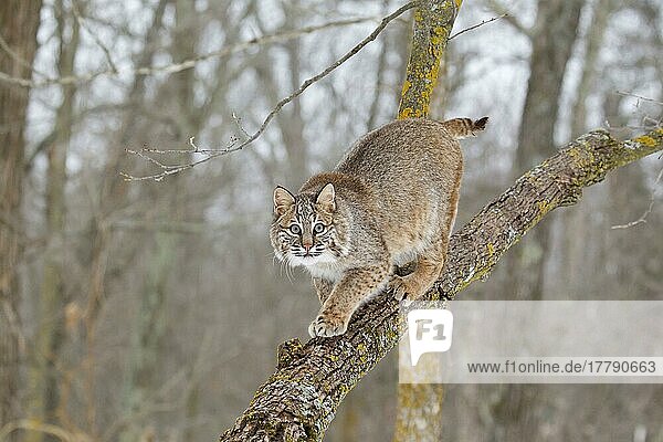 Bobcat (Lynx rufus) adult  walking down tree branch  Minnesota  U. S. A. January (captive)