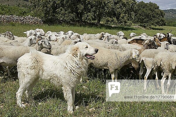 Herdenschutzhund bewacht gemischte Schaf- und Ziegenherde  Castilla la mancha  Spanien  Schafherde  Europa