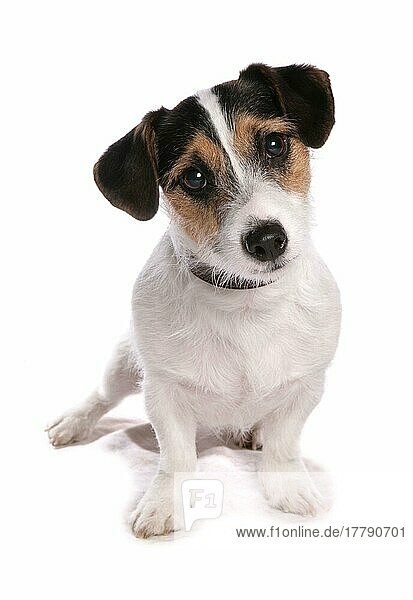 Haushund  Jack Russell Terrier  erwachsen  sitzend  mit Halsband