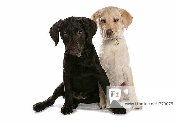 Haushund  Chocolate and Yellow Labrador Retriever  zwei Welpen  mit Halsband und Marken  sitzend