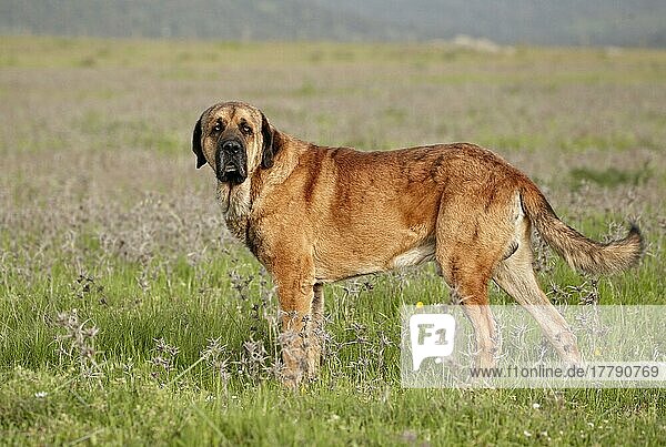 Haushund  Spanischer Mastiff  erwachsener Rüde  im Grasland stehend  Extremadura  Spanien  April  Europa