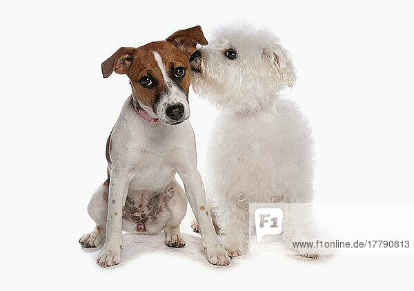 Jack Russell Terrier und Bichon Frise