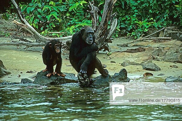 Schimpanse (Pan troglodytes)  Schimpansen  Affen  Menschenaffen  Primaten  Säugetiere  Schimpansen  Tiere  Chimpanzee adult with young watching river  Liberia  Afrika