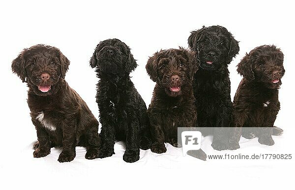 Haushund  Portugiesischer Wasserhund  fünf Welpen  sitzend