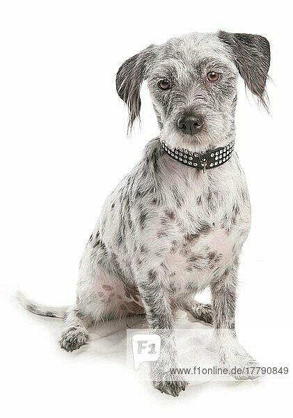 Haushund  Lhamatian (Lhasa Apso x Dalmatiner)  erwachsen  sitzend  mit Halsband