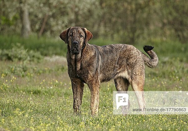 Haushund  Spanischer Mastiff  unreife Hündin  stehend  Extremadura  Spanien  April  Europa