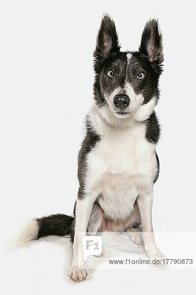 Mischlingshund  Husky-Mischling  schielt  schielen  schielend
