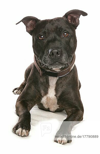 Haushund  Staffordshire Bull Terrier  erwachsen  liegend