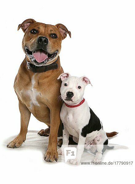 Haushund  Staffordshire Bull Terrier  erwachsener Rüde und Welpe  sitzend  mit Halsbändern
