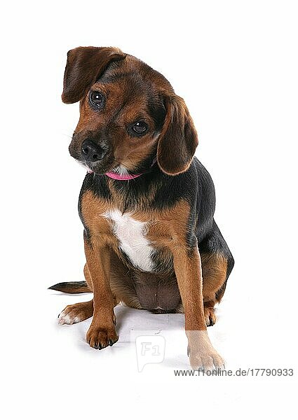 Haushund  Englischer Fuchshund  weiblicher Welpe  mit Halsband  sitzend