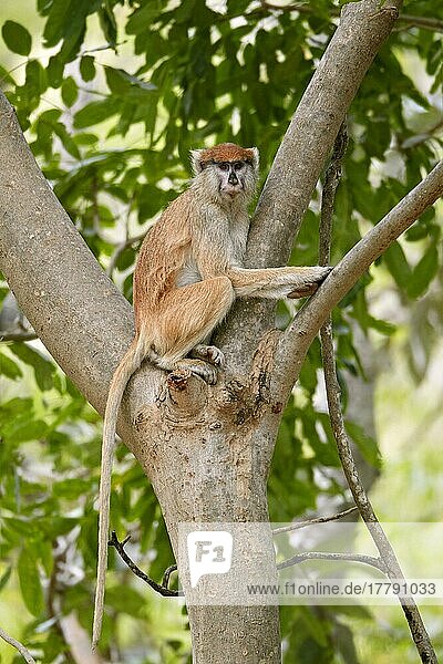 Patas-Affe (Eythrocebus patas)  erwachsene Frau  auf einem Baum sitzend  nahe Toubacouta  Senegal  Januar  Afrika