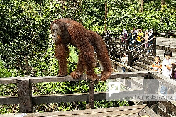 Borneischer Orang-Utan (Pongo pygmaeus)  erwachsen  auf Aussichtsplattform unter Beobachtung von Touristen  Rehabilitationszentrum Sepilok  Sabah  Borneo  Malaysia  Asien