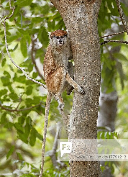 Patas-Affe (Eythrocebus patas)  erwachsene Frau  auf einem Baum sitzend  nahe Toubacouta  Senegal  Januar  Afrika