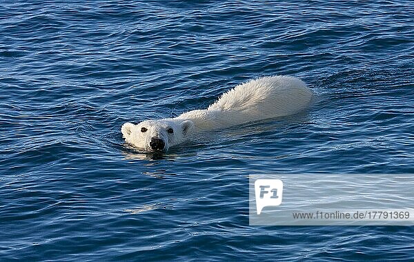 Thalassarctos maritimus  Eisbär  Polarbär  Eisbären  Polarbären (Ursus maritimus) Bären  Raubtiere  Säugetiere  Tiere  Polar Bear adult  swimming in open sea  Austfonna  Nordaustl