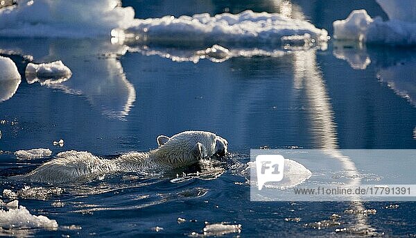 Thalassarctos maritimus  Eisbär  Polarbär  Eisbären  Polarbären (Ursus maritimus) Bären  Raubtiere  Säugetiere  Tiere  Polar Bear adult  swimming amongst melting ice  Austfonna  N