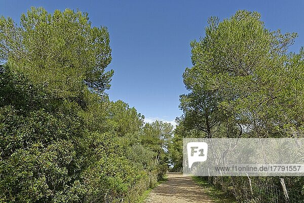 Kiefern (Pinus)  auf dem Weg zur Küste  Finca Son Real  Mallorca  Balearen  Spanien  Europa