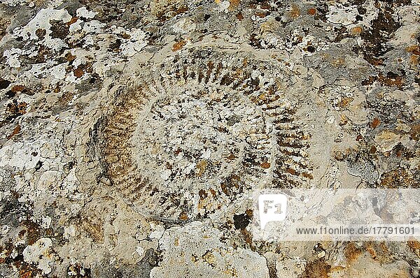 Fossiler Ammonit  Naturpark El Torcal de Antequera  Provinz Malaga  Andalusien  Spanien  Europa