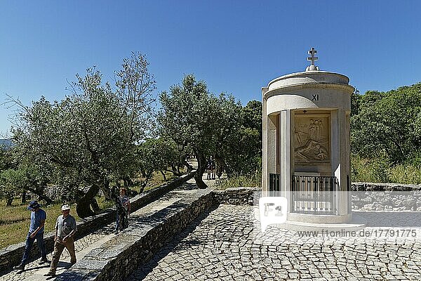 Way of the Cross  Valinhos  Fatima  Olive (Olea europaea) Portugal