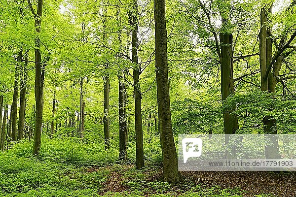 Rotbuchen (Fagus silvatica)  Naturschutzgebiet Hülser Berg  Krefeld  Nordrhein-Westfalen  Deutschland  Europa