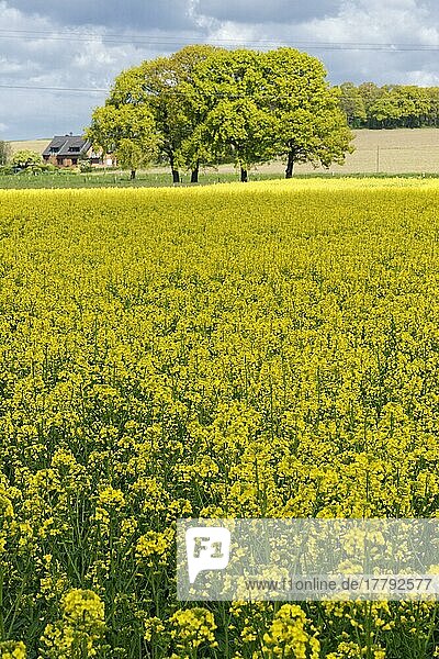 Rapsfeld (Brassica napus)  Hülserberg  Krefeld  Nordrhein-Westfalen  Deutschland  Europa