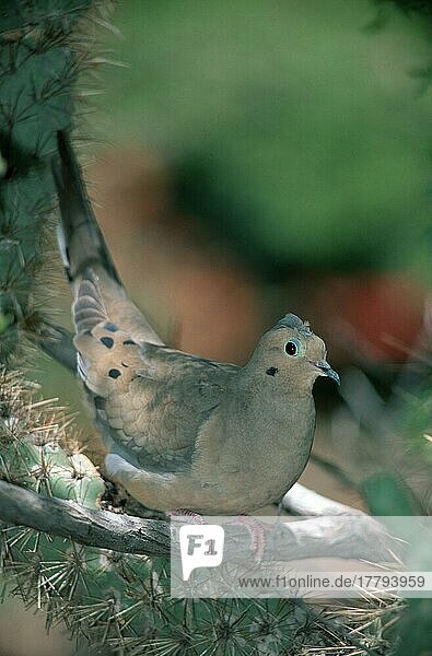Trauertaube (Zenaida macroura)  Arizona  USA  Sonorawüste  Amerika  america  Tiere  Vogel  Vögel  Tauben  außen  draußen  vertikal  sitzen  erwachsen  Nordamerika