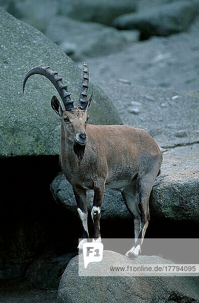 Nubischer Steinbock  männlich (Capra ibex nubiana)  asia  Säugetiere  Huftiere  Paarhufer  Klauentiere  Wildziegen  außen  draußen  vertikal  stehen  stehend  erwachsen
