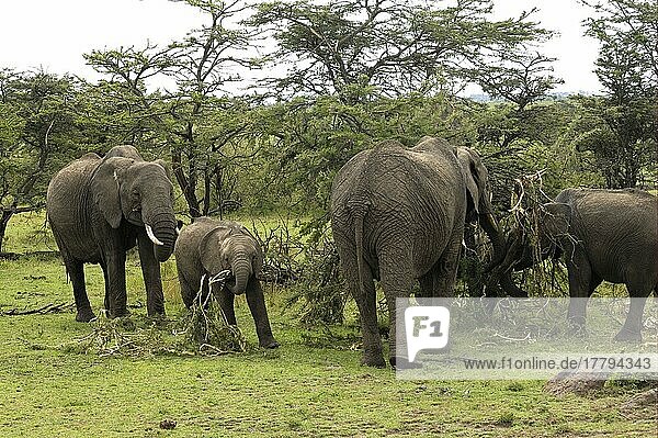 Afrikanischer (Loxodonta africana) Elefantnische Elefanten  Elefanten  Säugetiere  Tieren Elephant adult females with calves  feeding on acacia trees  Masai Mara  Kenya